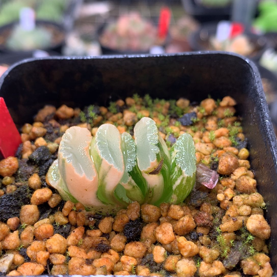 玉扇锦带盆带土发货