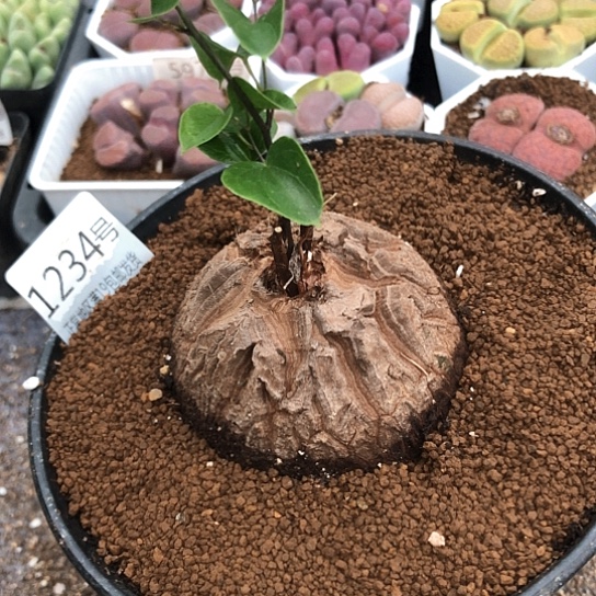 1234，6.8厘米龟甲龙如图