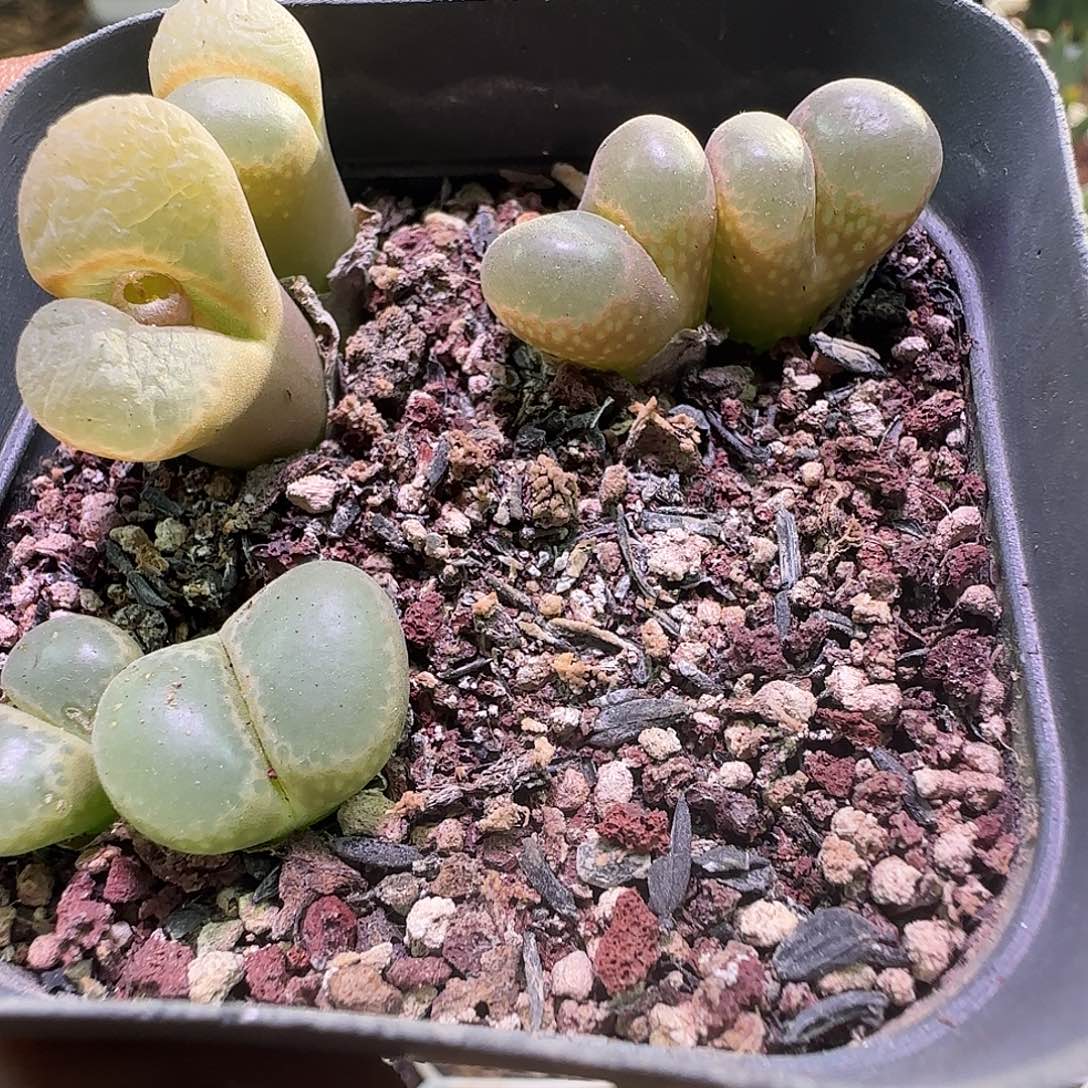 开播福利来啦！663