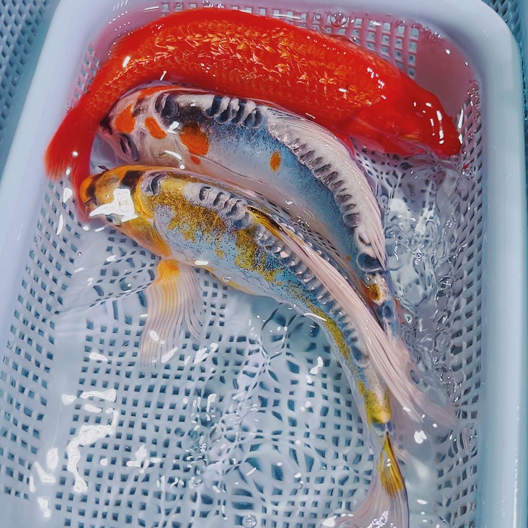 锦鲤锦鲤冷水鱼观赏613