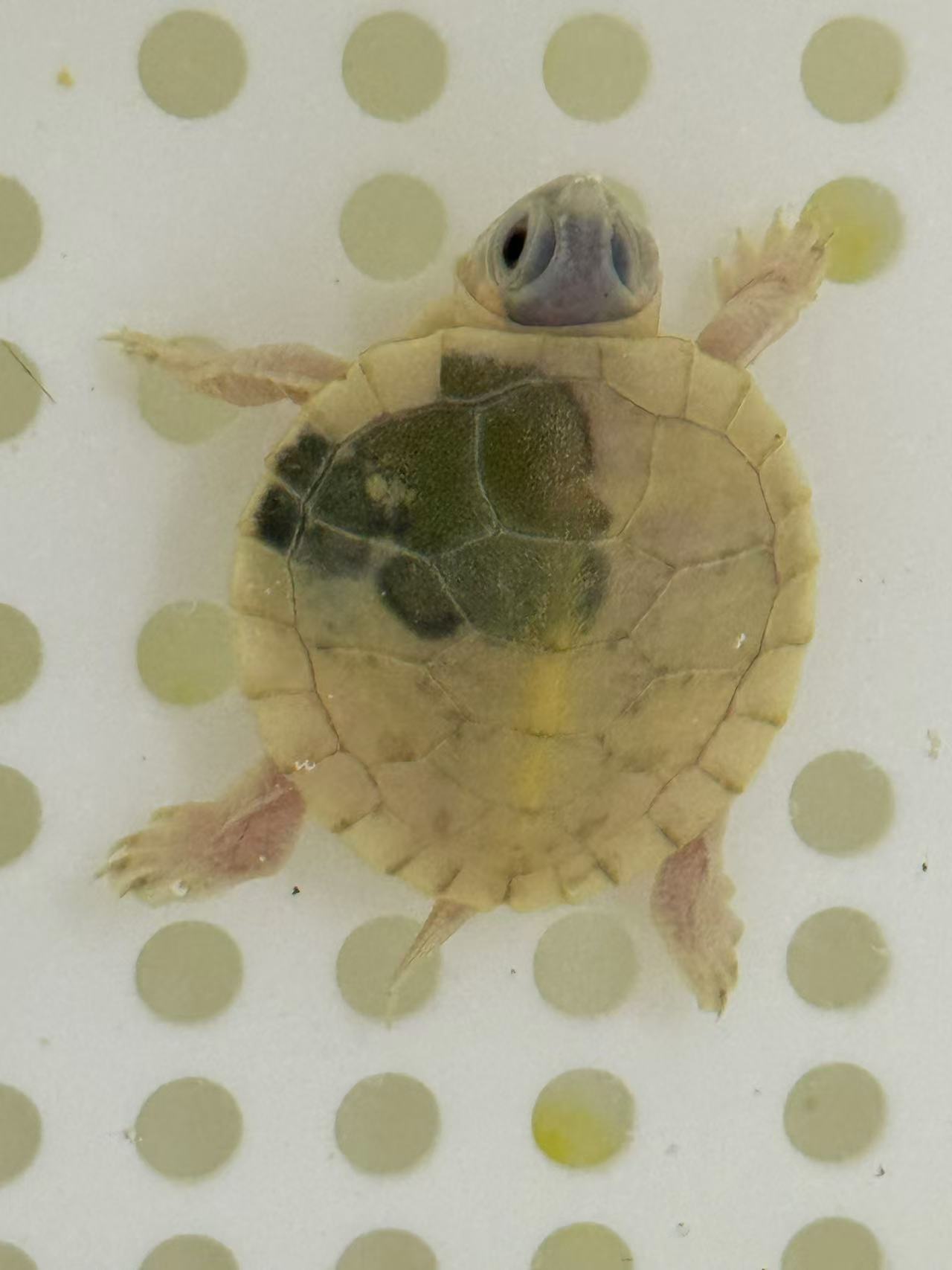 巴西观赏宠物小乌龟白巴黑巴