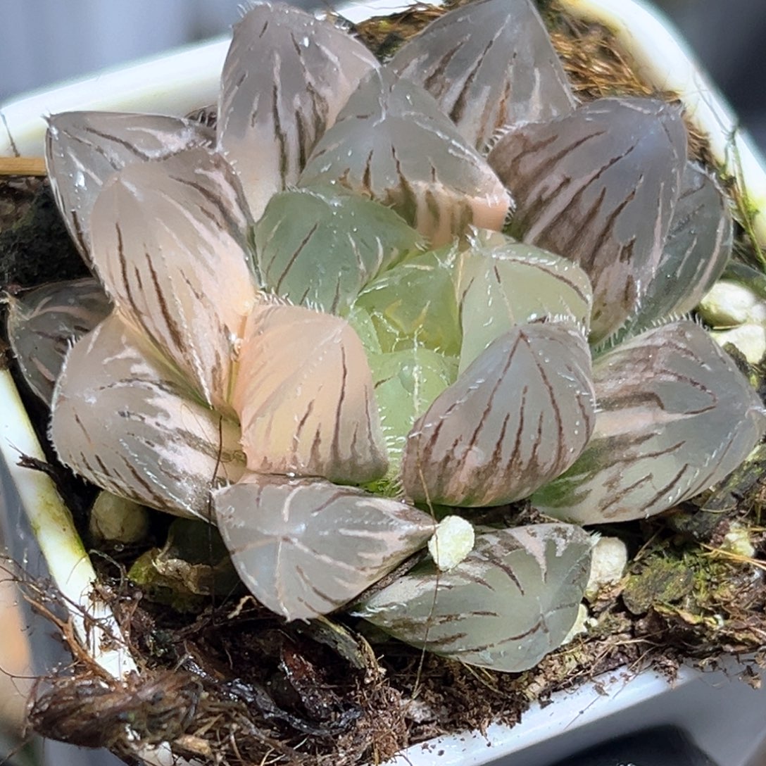 恭喜发财大吉大利584