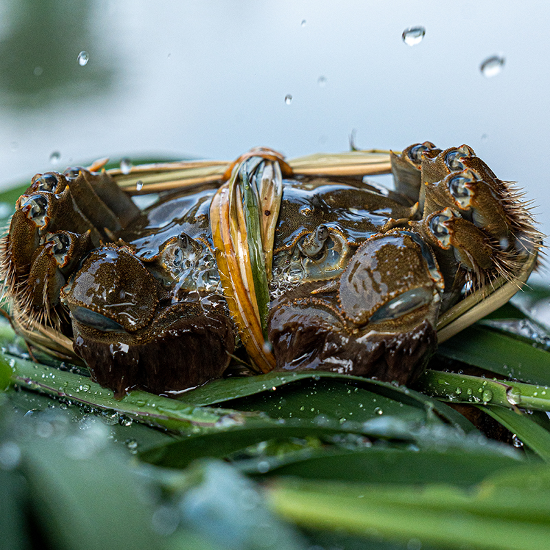 珍澄蟹【活蟹】九指大闸蟹4.5两公-3.8两母6只送2只大闸蟹装