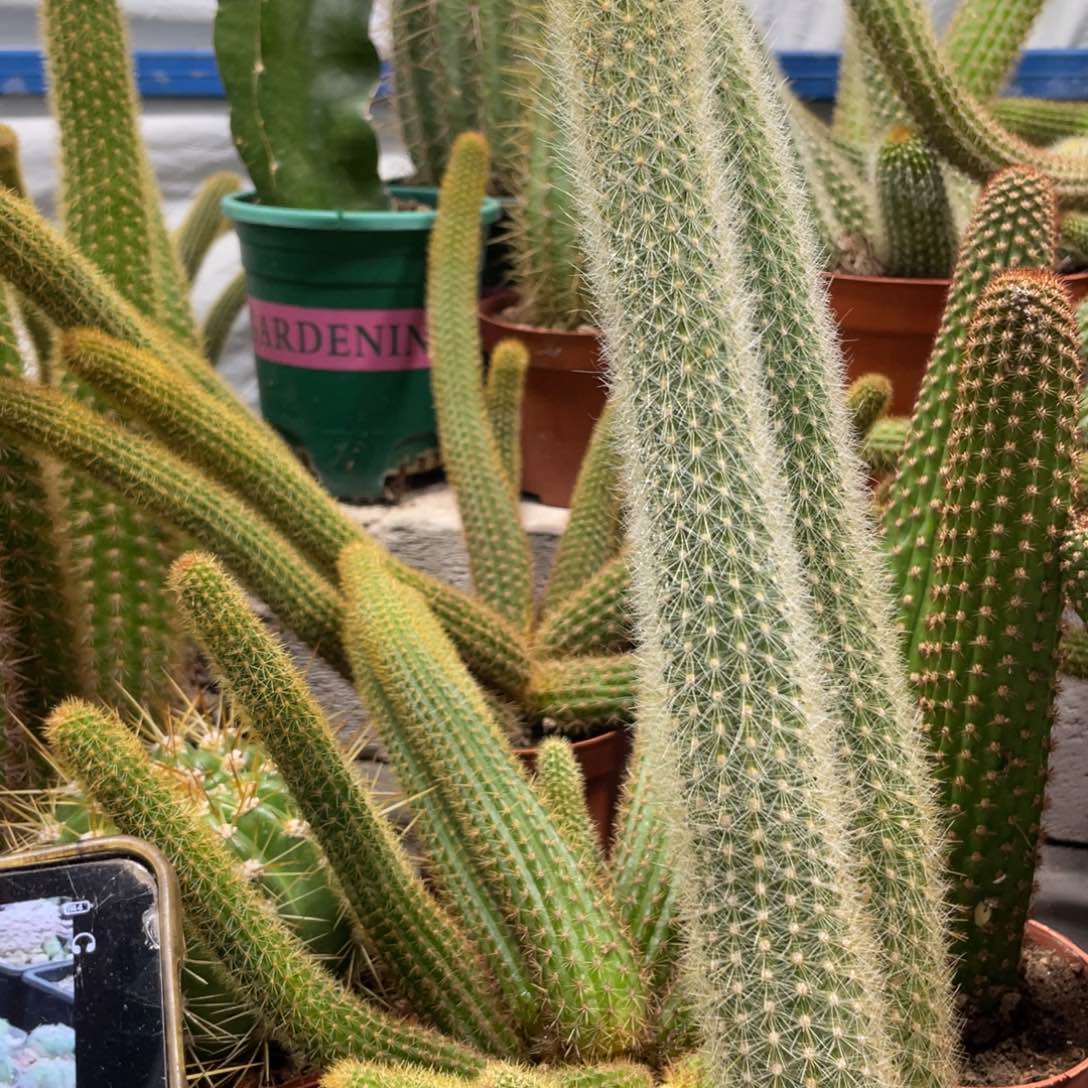 新品狐妞自根保25公分