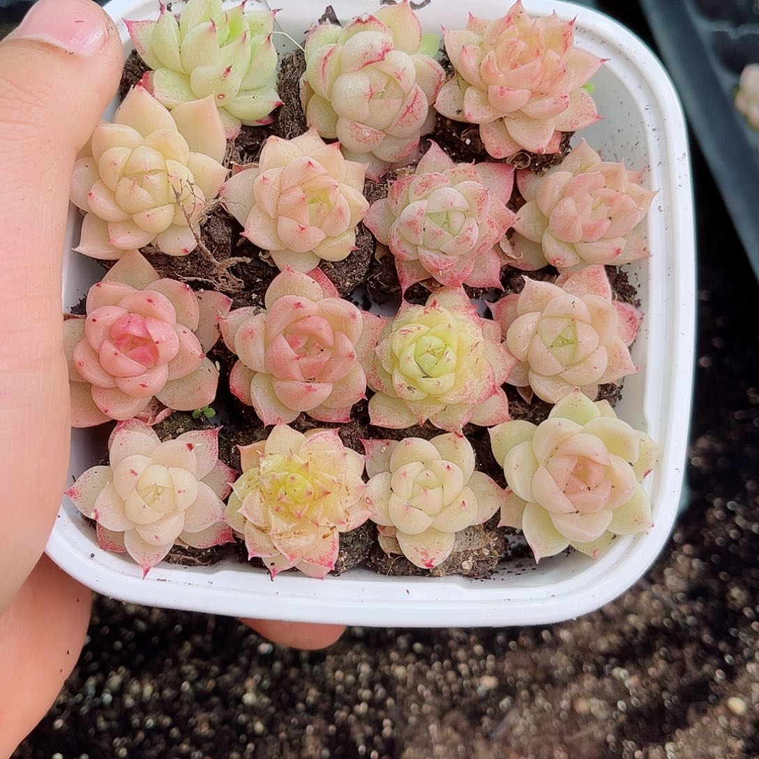1-332 新疆西藏内蒙不发12.8包邮2-3公分多肉