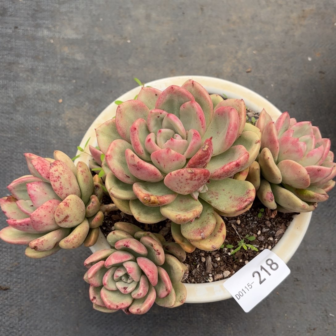 同温层多肉奶油鳄梨218