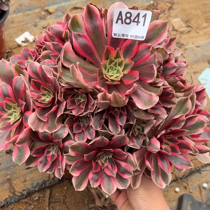 女妖多肉植物841.