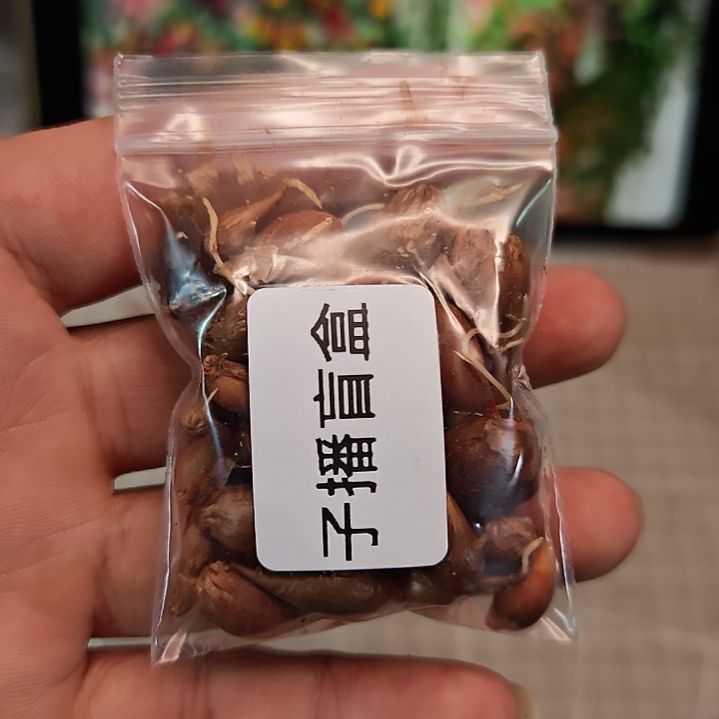 酢浆草早花三色糖果盒子播盲盒