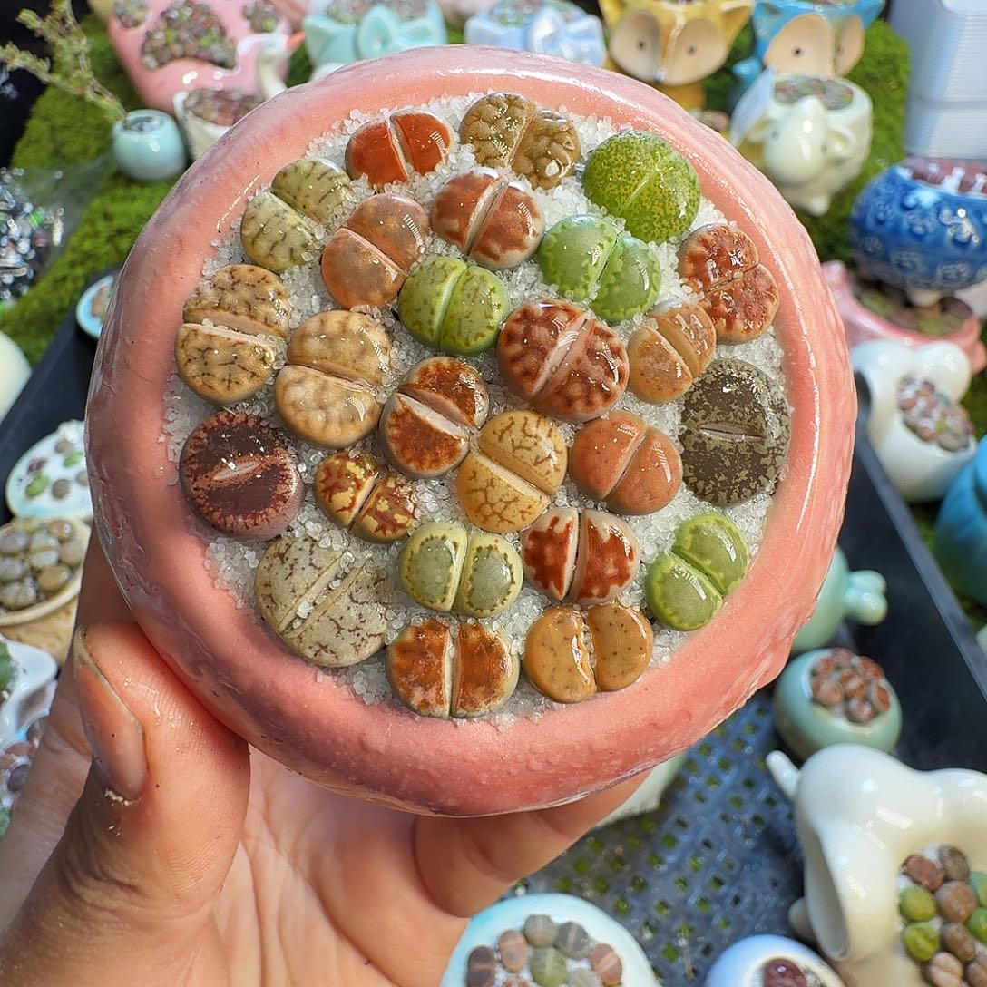 多肉植物的生长1088