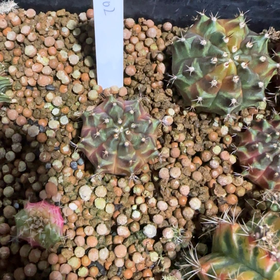 102-0116西皮呀b泰国发货多肉