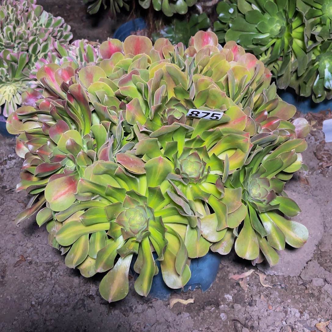 法师法师13-20包邮法师