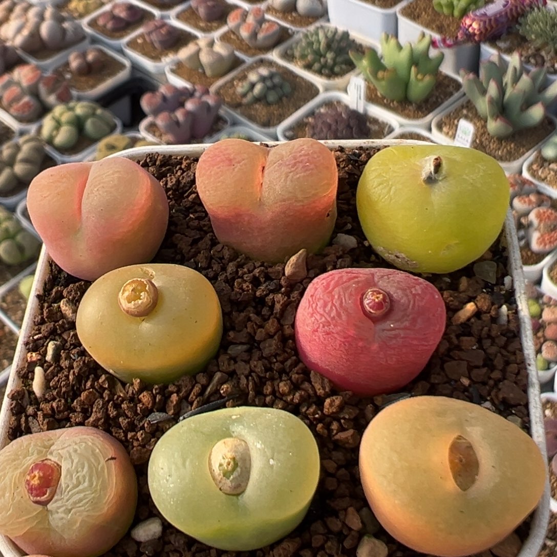 25多肉植物百科植物