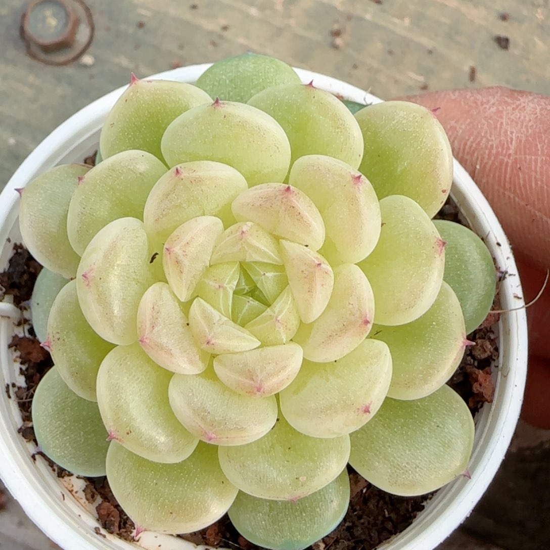 【闪购商品】0206-65（xx-53）