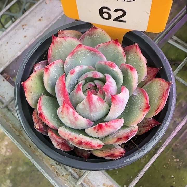 62 惊鸿仙子多肉植物6-9cm