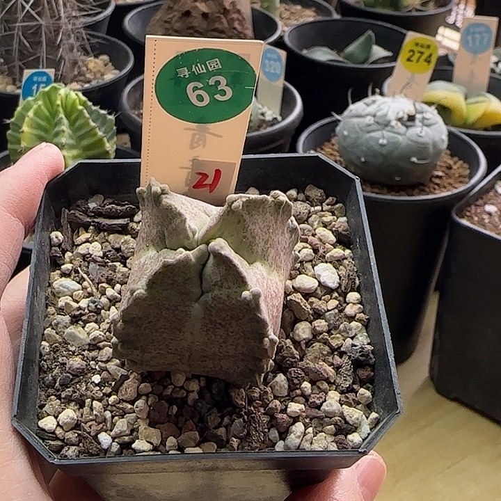 实生卡萨白沙龙4cm