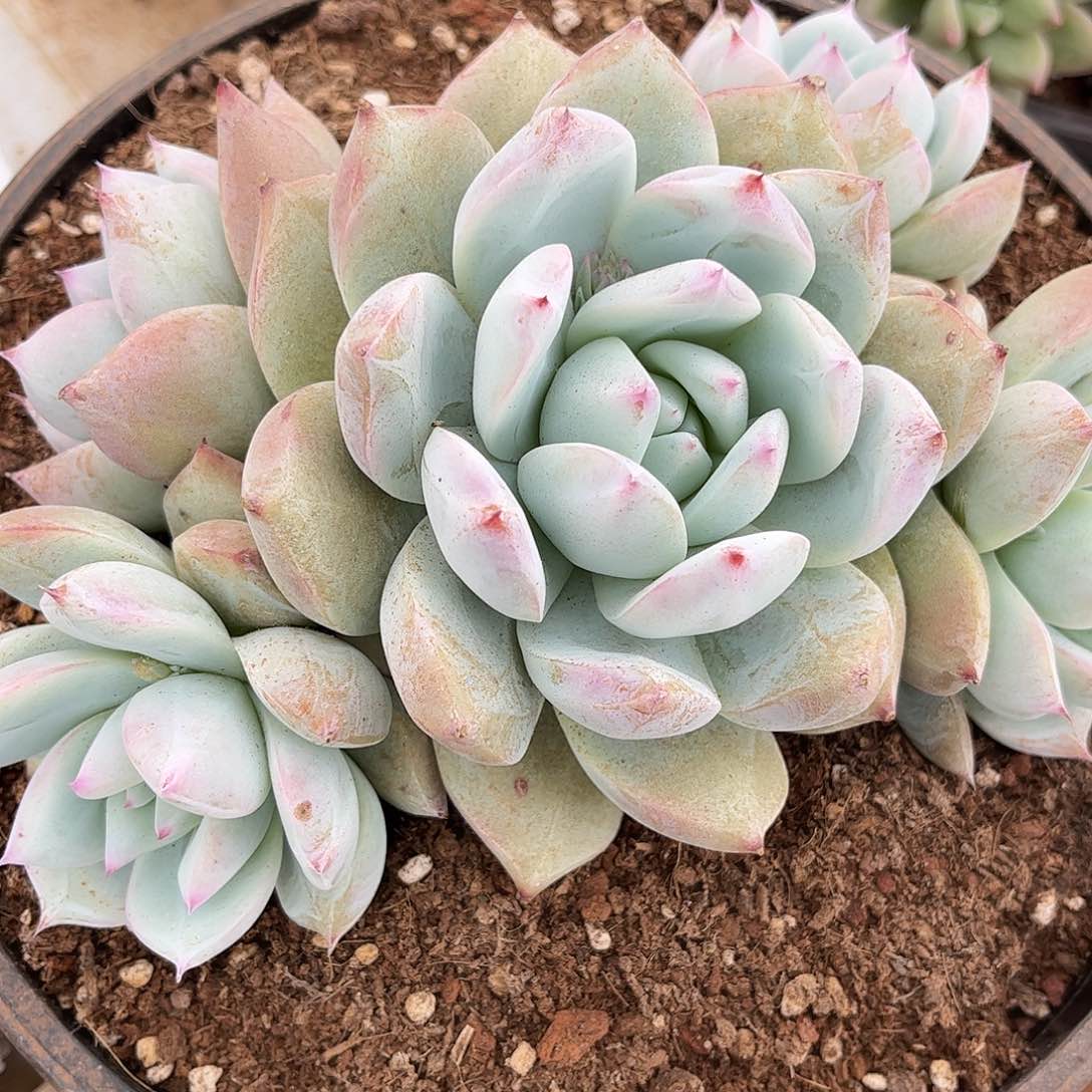 寄养链接的肉肉的肉肉