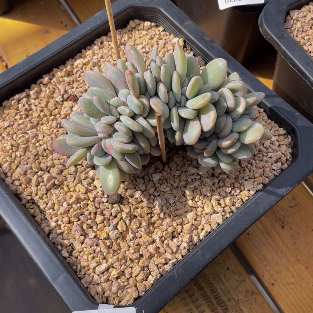 0225-10-粉兔缀化。。。。。