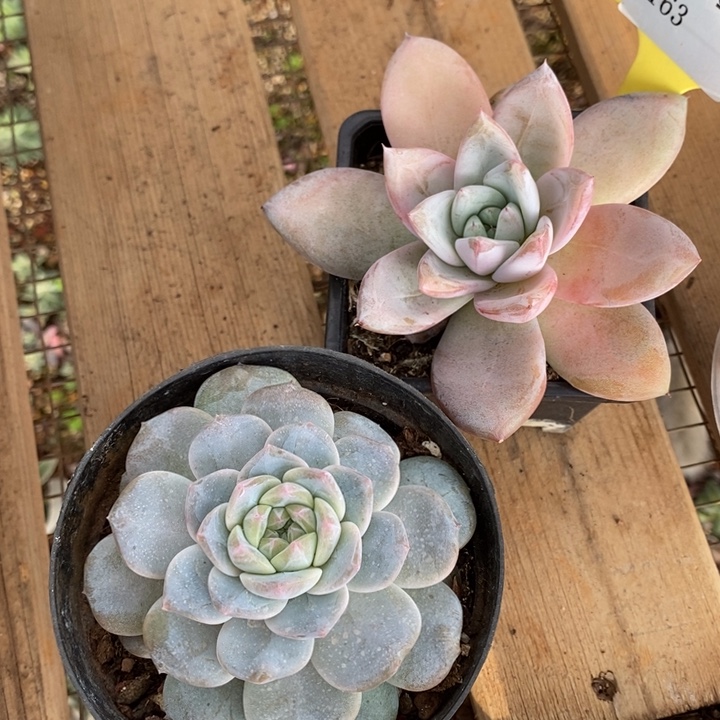 D163直播福利 两颗