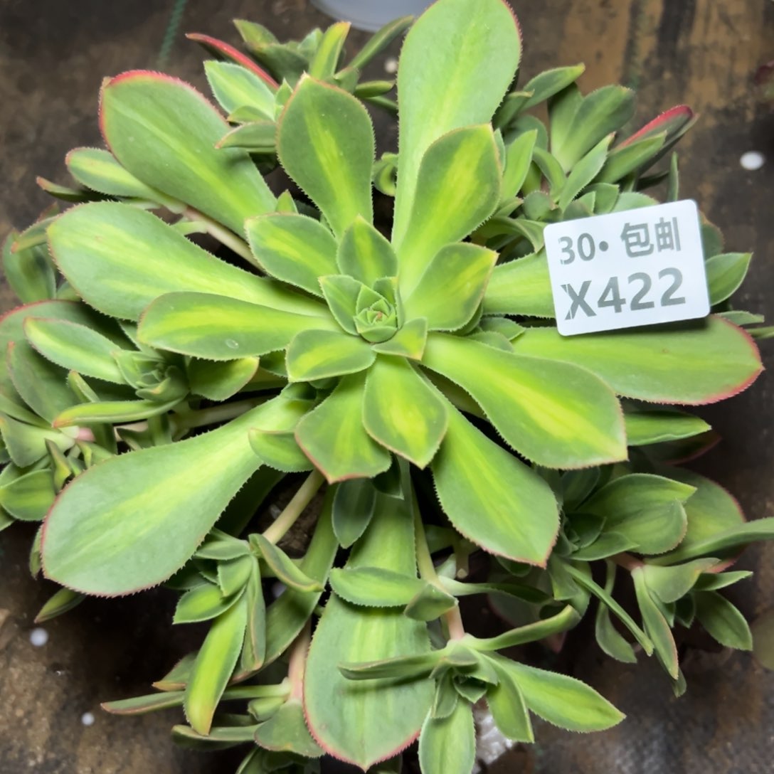 422 星灿多肉法师