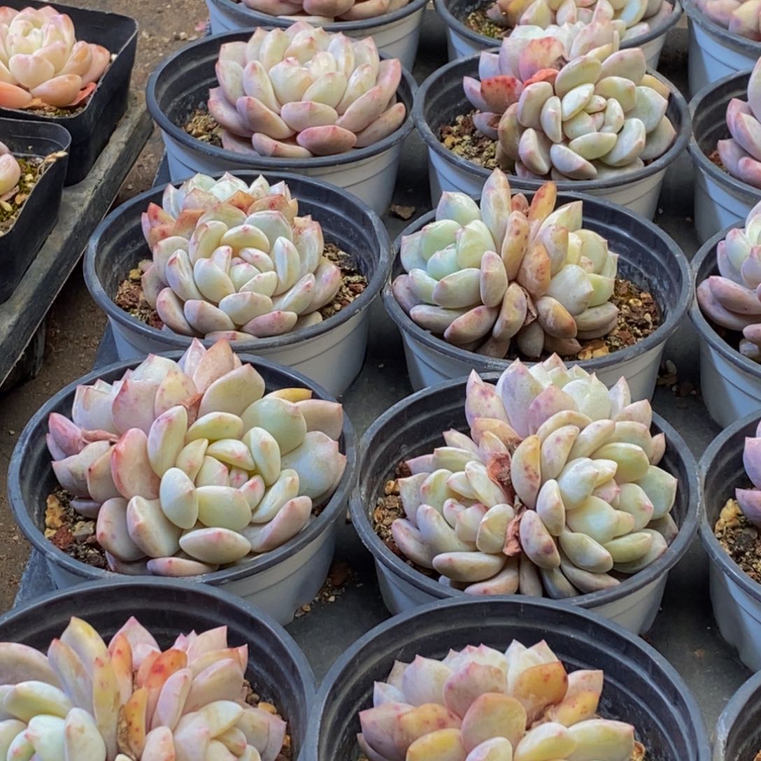 946多肉植物保护研究所所长的