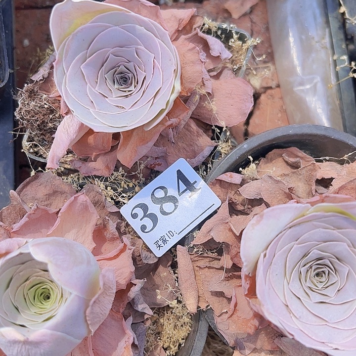 ✎***音粉酒杯384玫瑰3颗带土带盆