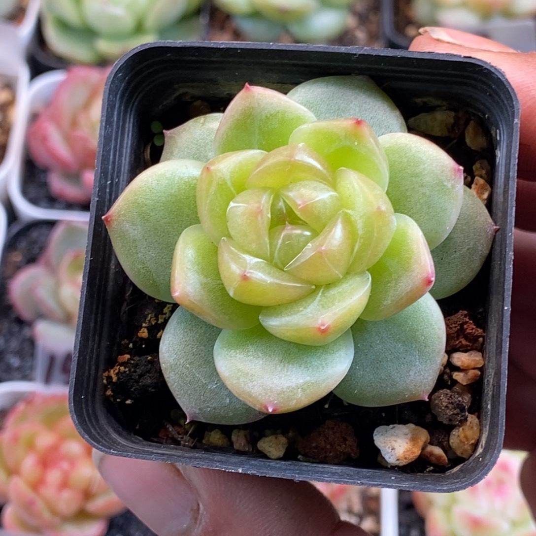 天官赐福百无禁忌