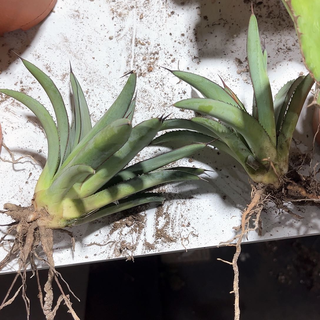 鹤**霄龙舌兰女王刺2芽