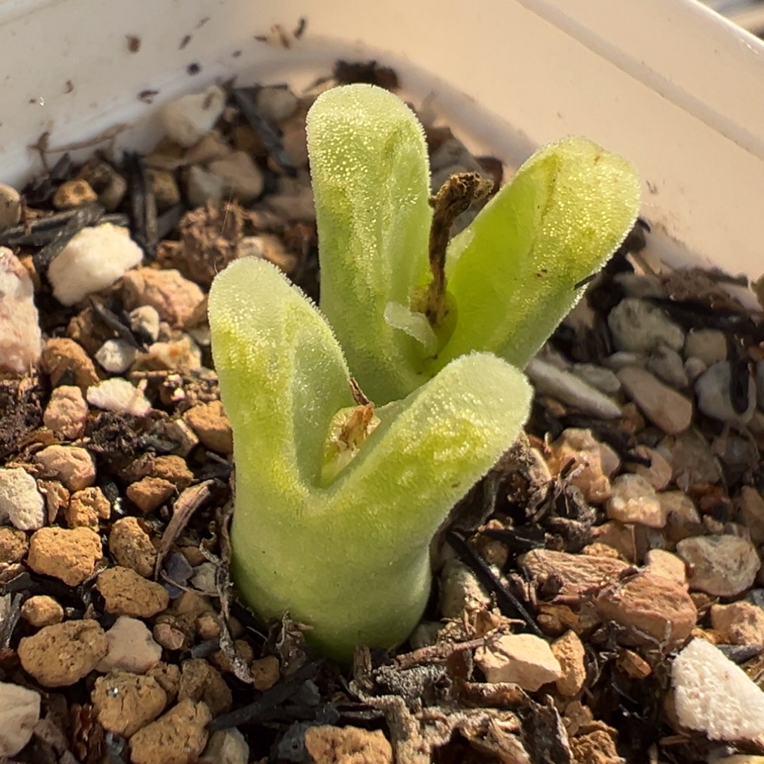 冰风铃多肉植物百科