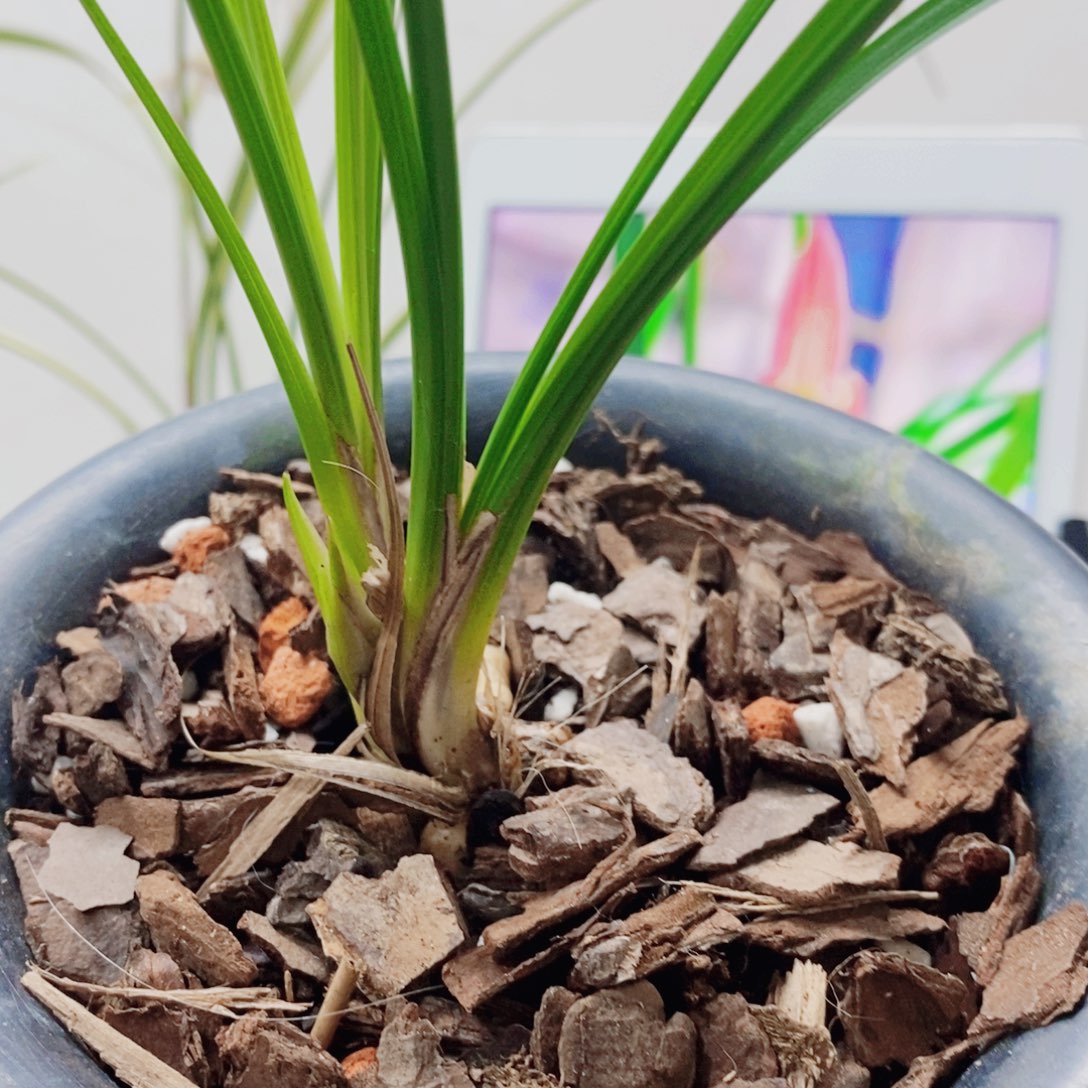 勇***士当前无花栽培后可以开花