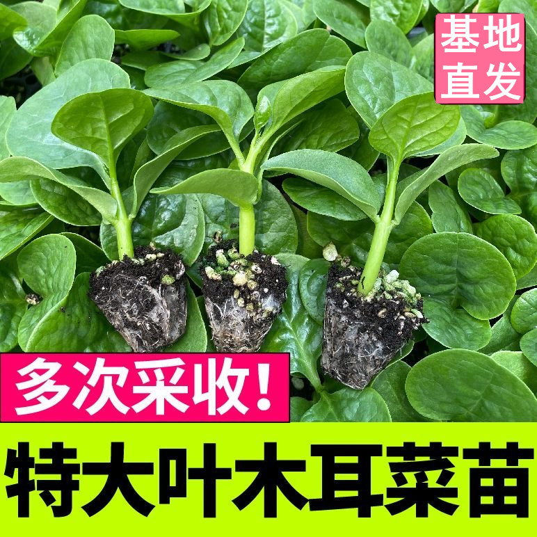 木耳菜大圆叶木耳菜多茬采收滑嫩带土蔬菜苗庭园种植盆栽四季可种