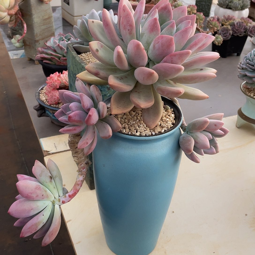 奥普琳娜多肉多肉多肉