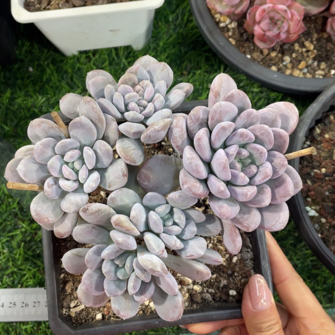 菩提子冠幅15 公分一物一拍