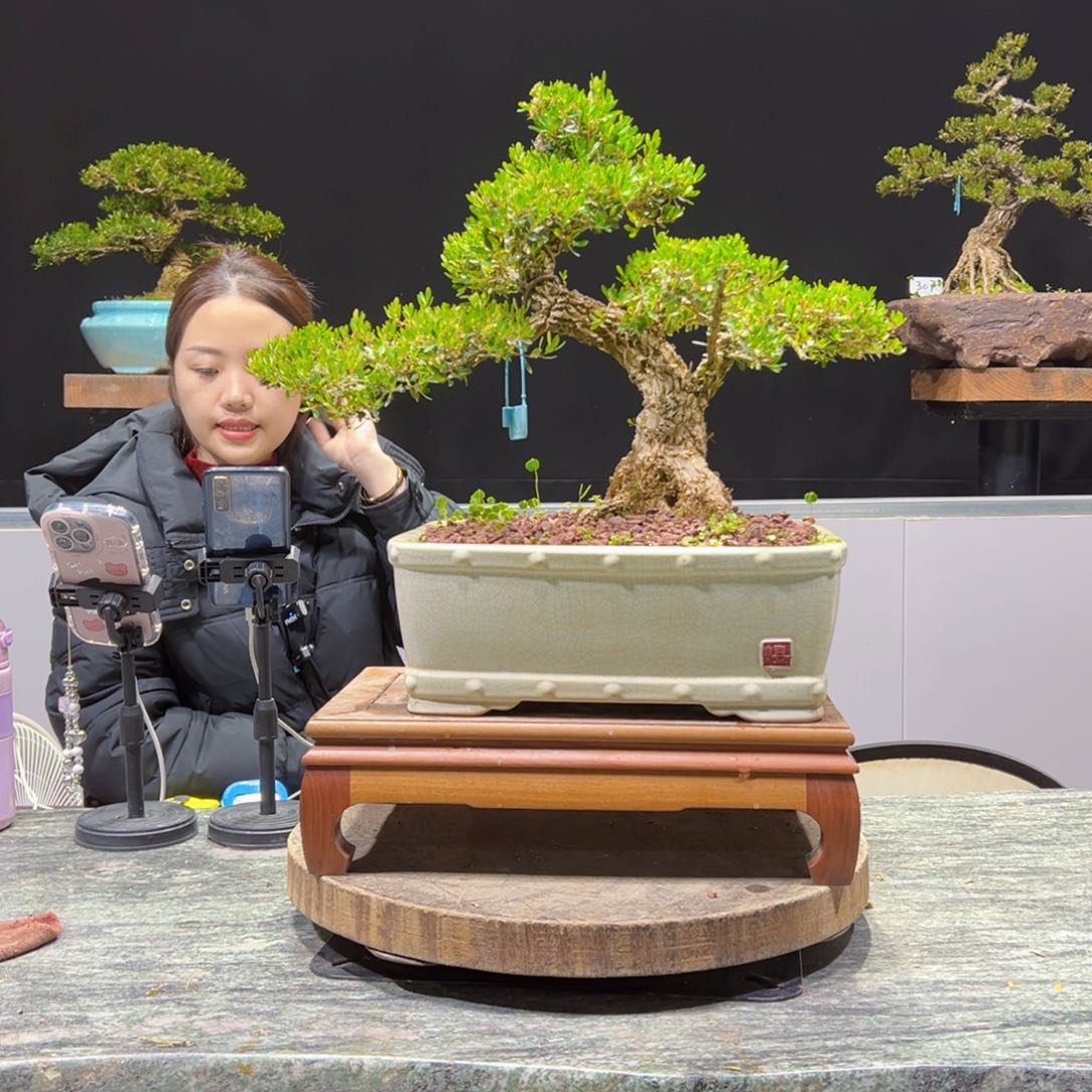 绿植黄杨盆景盆景