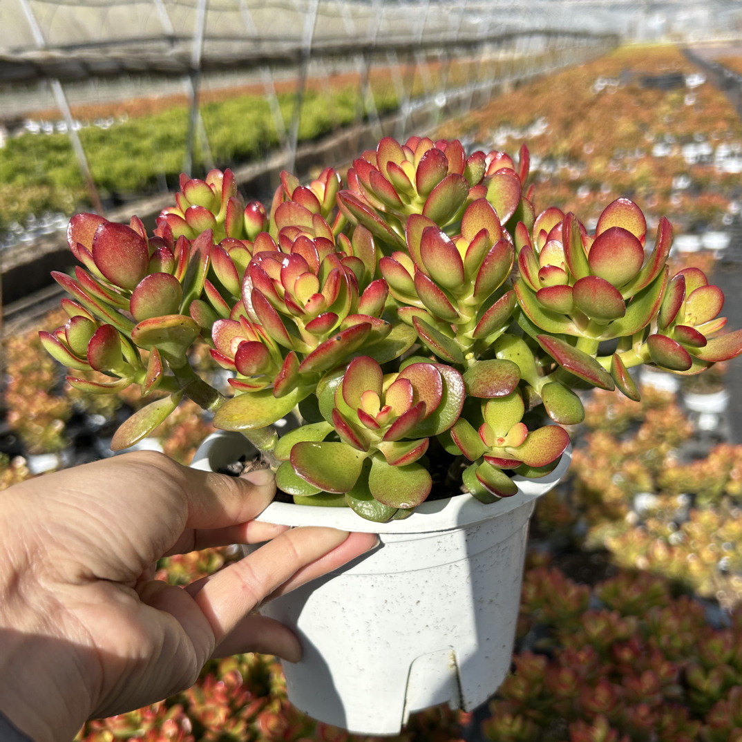 多肉姬红摇钱树玉树老桩多肉植物带土发货新手好养室内外盆栽美观