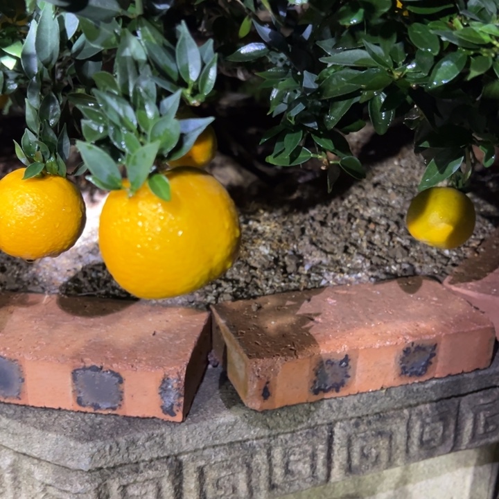 无花朵八房柑盆景绿植园艺