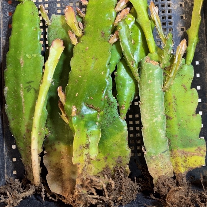 当前无花栽培后可以开花933