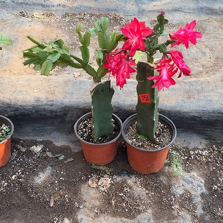 758+759嫁接蟹爪兰：阿尔法+红桑巴