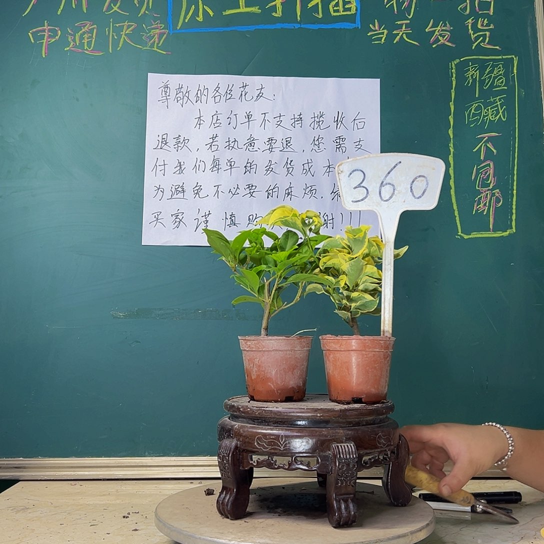 当前无花栽培后可以开花巴西紫掌中宝 金边黄掌中宝 360