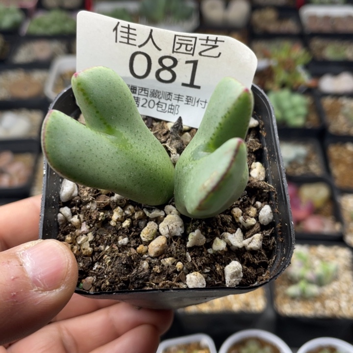 佳人园艺老周上新年福利啦将081