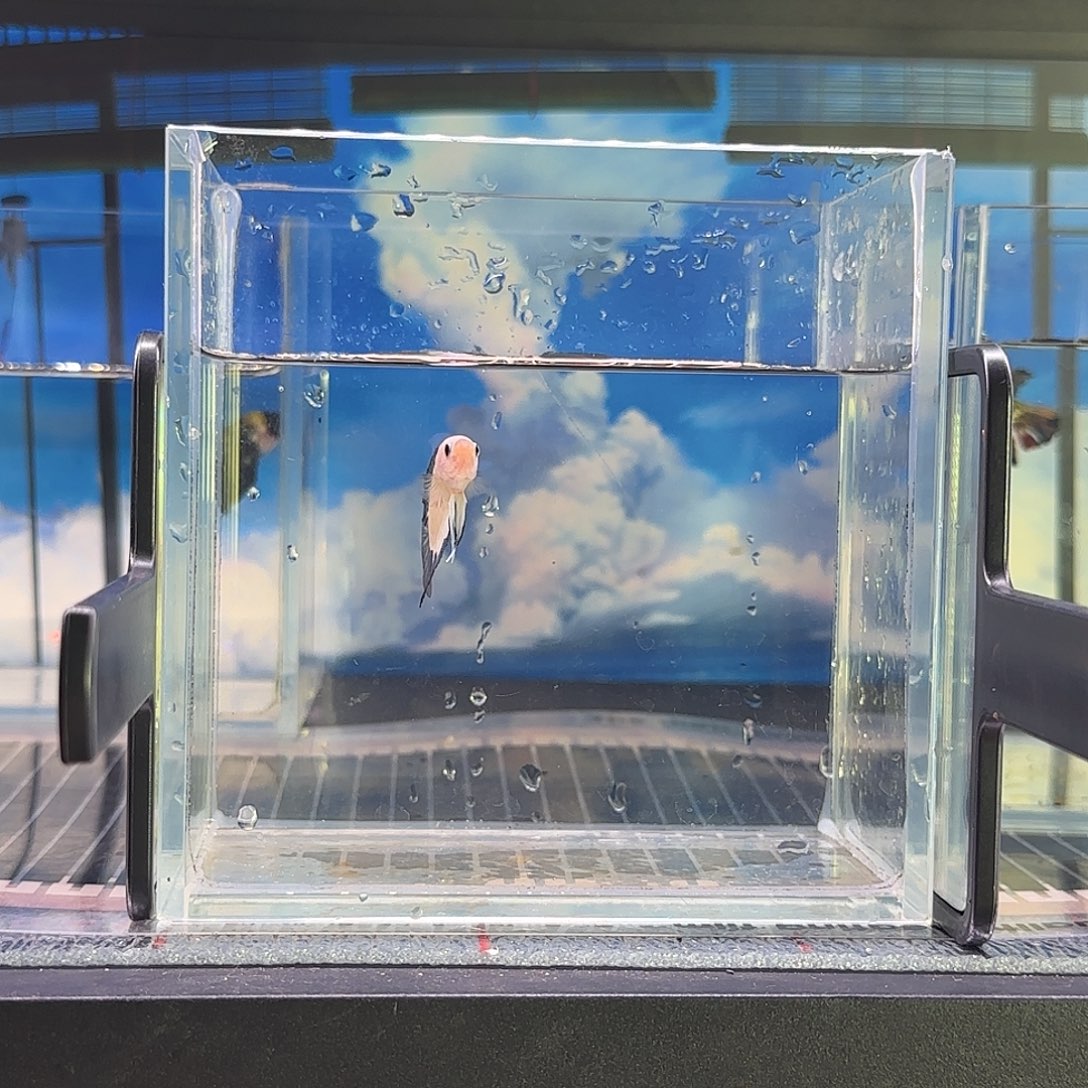 斗鱼精品高端vip斗鱼净身青花将军