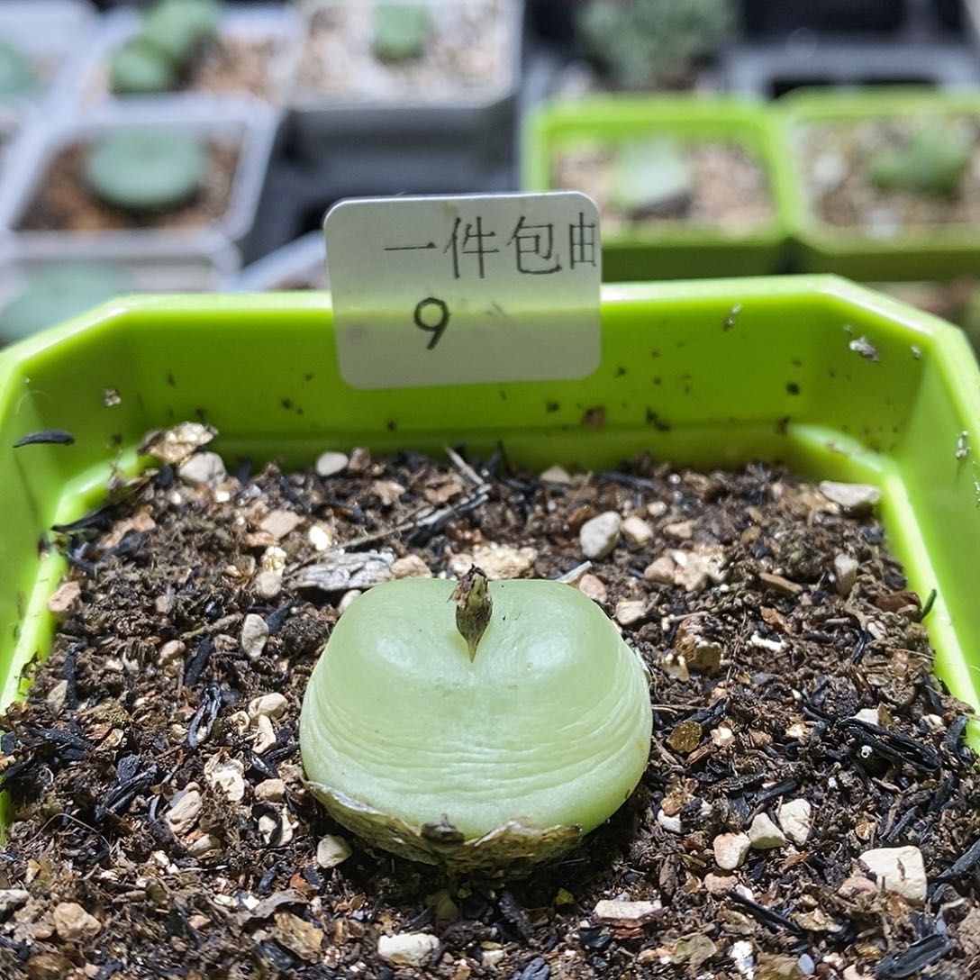 拉登2.2厘米多肉植物9号