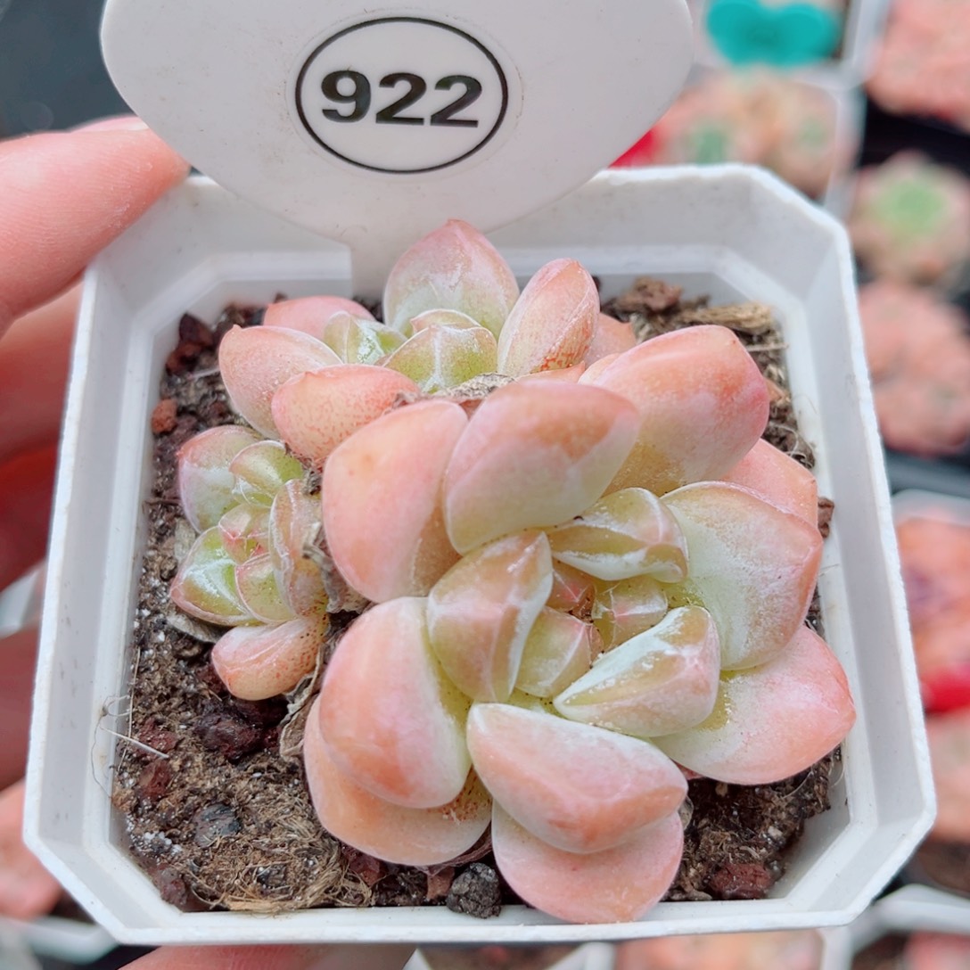 风靡园艺老桩糖心群
