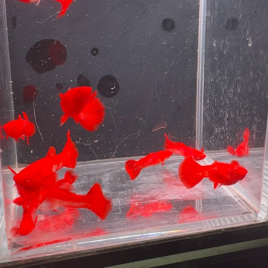 孔雀鱼瑕疵双分水5对 不死不包损