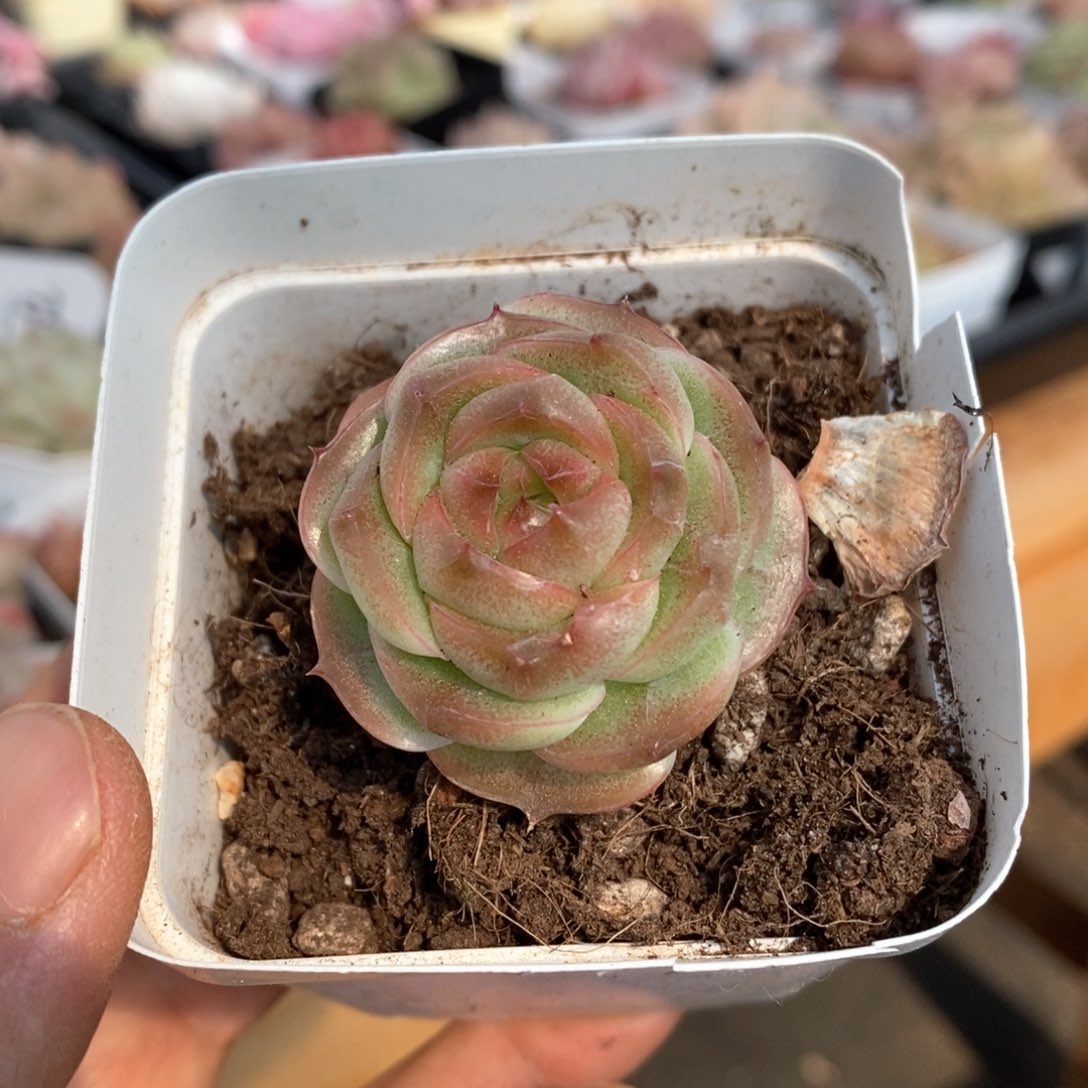 精品多肉一物一拍不包整36