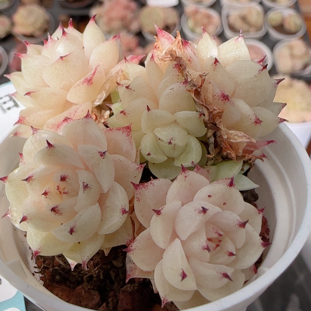 花语多肉1226-259魔仙散