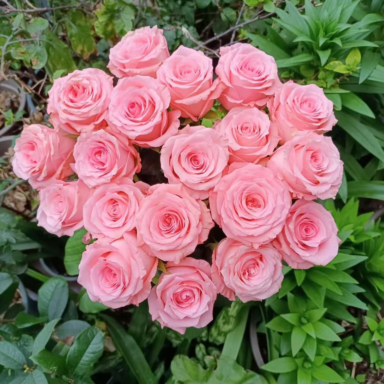 戴安娜单头玫瑰 基地花有夹枝侧枝 两单顺丰或京东快递 鲜花