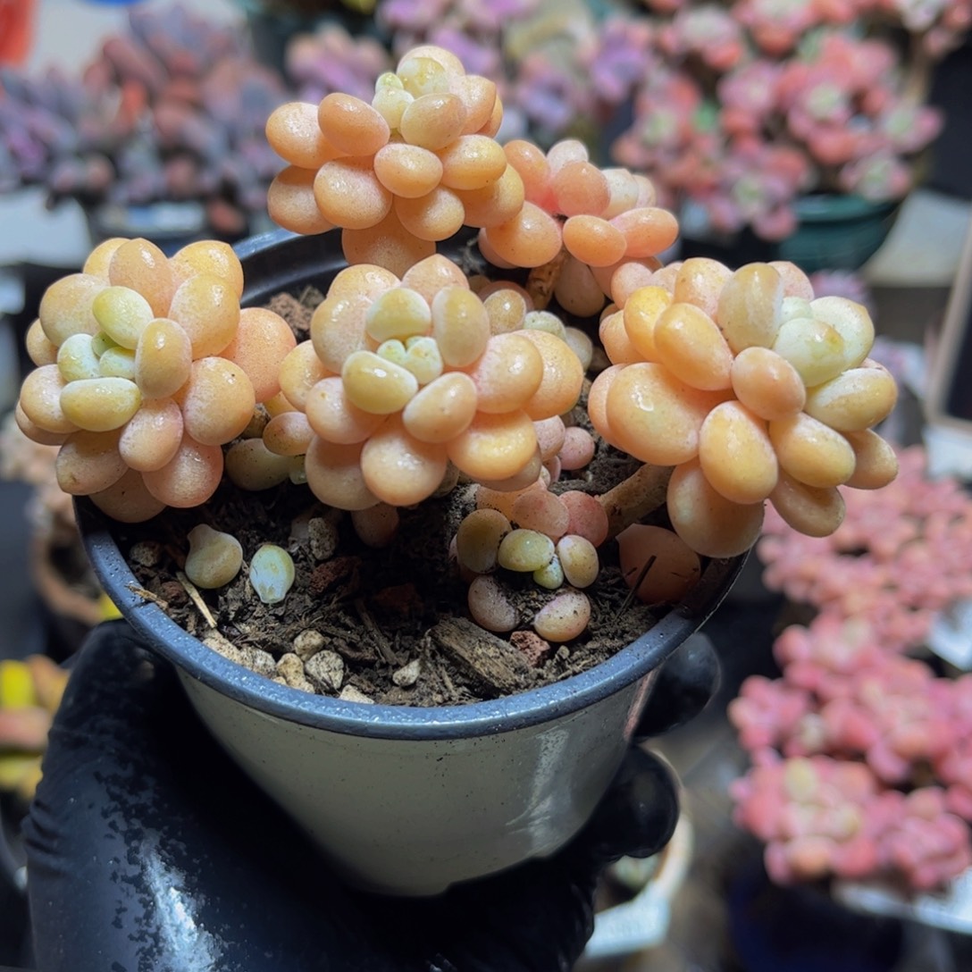 737洛可可10厘米多肉