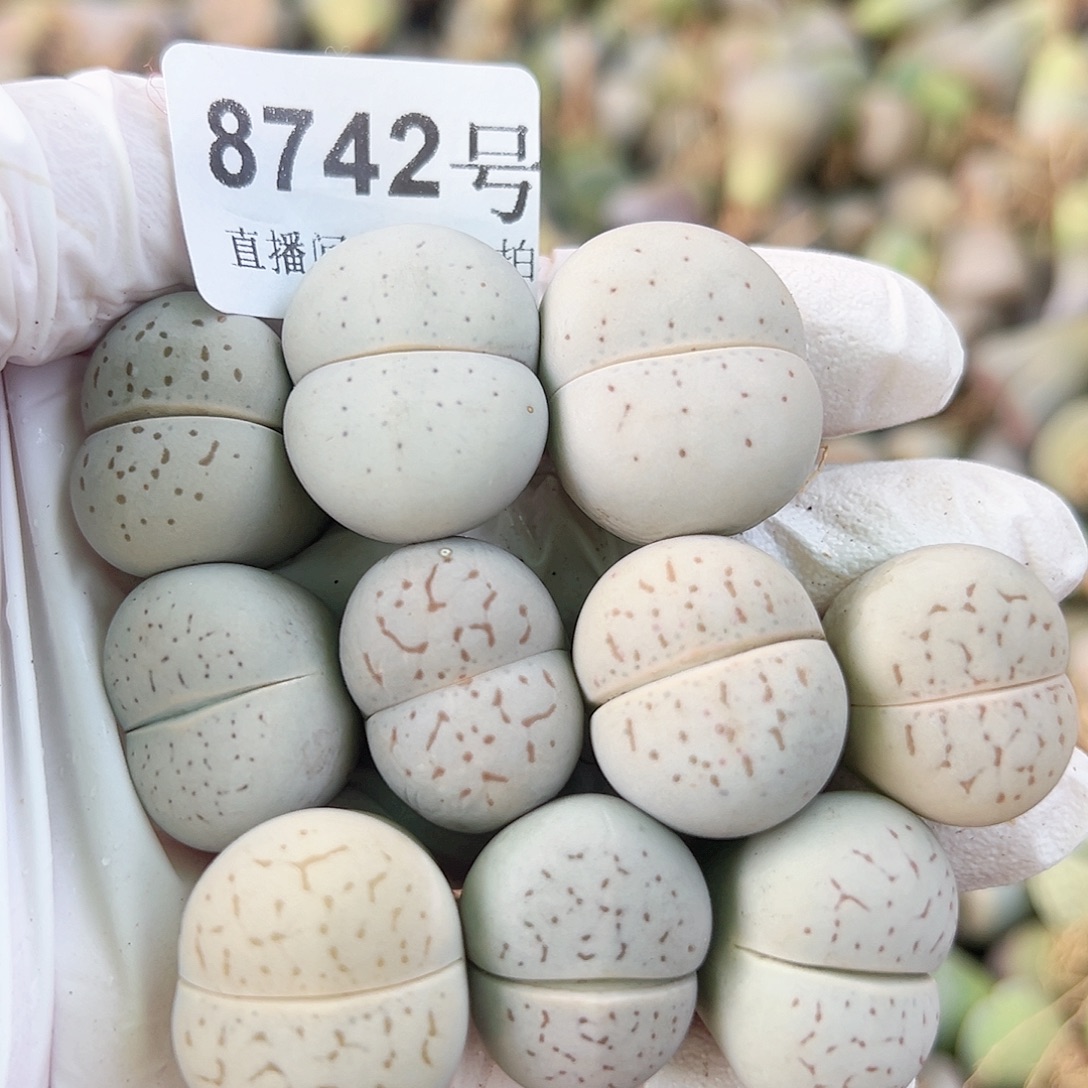 8742 好养易活生石花大母本10个2-2.5cm