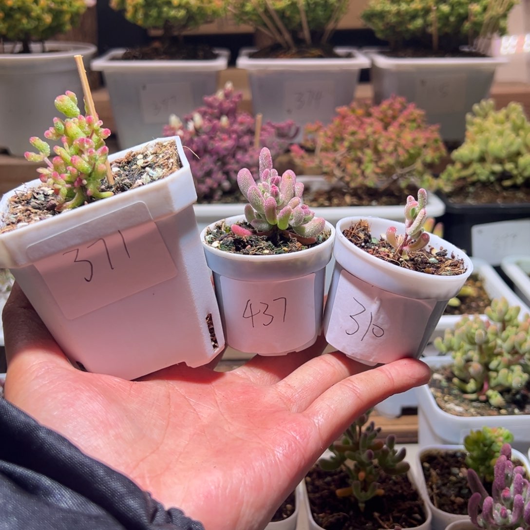 喵***酱组合一物一拍包开箱