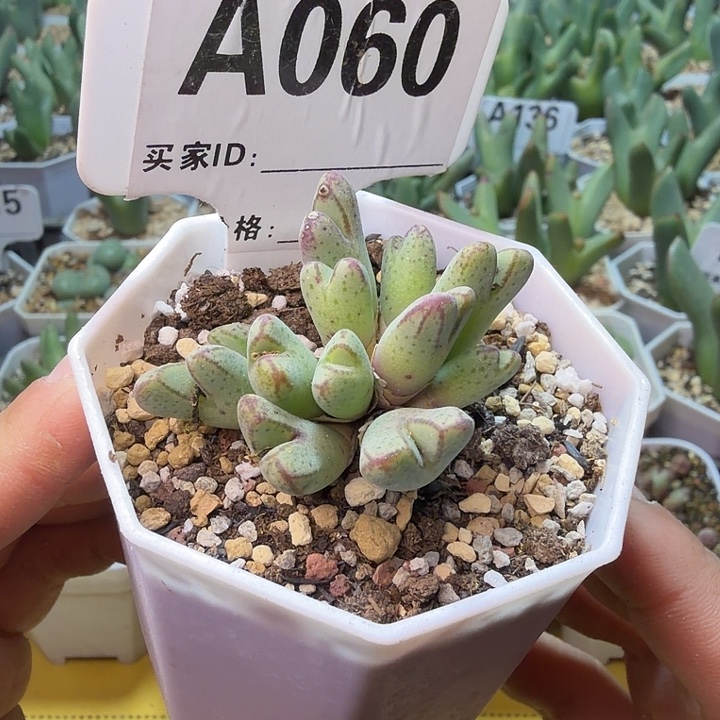 060。满38包邮肉锥